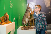 Biesboschmuseum van VVV Biesboschlinie