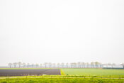 Natuur bij Nieuwendijk van VVV Biesboschlinie