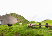 Schapen bij Fort Bakkerskil van VVV Biesboschlinie