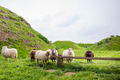 Schapen bij Fort Bakkerskil van VVV Biesboschlinie