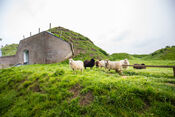 Schapen bij Fort Bakkerskil van VVV Biesboschlinie