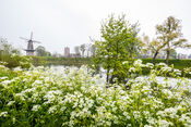 Natuur in Woudrichem van VVV Biesboschlinie