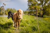 Paarden in de Biesbosch van VVV Biesboschlinie