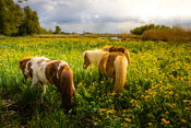 Grazende paarden in de Biesbosch van VVV Biesboschlinie