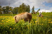 Paarden in de Biesbosch van VVV Biesboschlinie