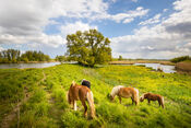 Grazende paarden in de Biesbosch van VVV Biesboschlinie