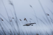 Vliegende vogel in de Biesbosch van VVV Biesboschlinie