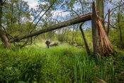 Biesbosch van VVV Biesboschlinie