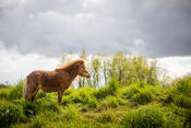 Paardje in de Biesbosch van VVV Biesboschlinie