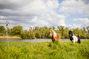 Paarden in de Biesbosch van VVV Biesboschlinie