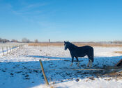 Paard in Almkerk van VVV Biesboschlinie