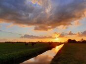 Koeien in Polder bij Waardhuizen van VVV Biesboschlinie
