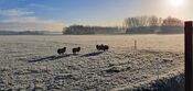 Schapen in de Polder bij Waardhuizen van VVV Biesboschlinie