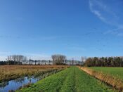 Het Pompveld Babyloni&euml;nbroek van VVV Biesboschlinie
