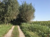 Bomen Kornsche Boezem van VVV Biesboschlinie