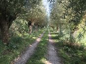 Wandelen in Kornsche Boezem van VVV Biesboschlinie