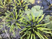 Krabbescheer van VVV Biesboschlinie