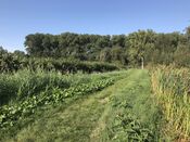 Kornsche Boezem Dussen van VVV Biesboschlinie