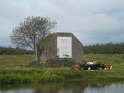 Liniepad bunker met koeien van VVV Biesboschlinie