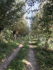 Wandelpad Kornsche boezem van VVV Biesboschlinie