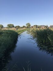 Kornsche boezem in de Biesbosch van VVV Biesboschlinie