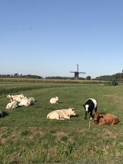 Kornsche Boezem koeien Dussen van VVV Biesboschlinie