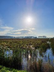 Pompveld Babylonienbroek van VVV Biesboschlinie