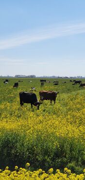 Koeien in polder bij Waardhuizen van VVV Biesboschlinie