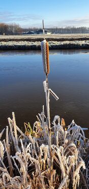 Polder bij Waardhuizen van VVV Biesboschlinie