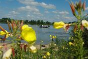 Strand Maas Woudrichem van VVV Biesboschlinie