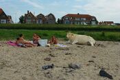 Strand Woudrichem met koe van VVV Biesboschlinie