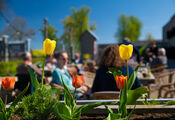 Tulpen bij Fort Bakkerskil van VVV Biesboschlinie
