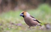 Appelvink vogel van VVV Biesboschlinie