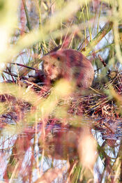 Bever op burcht van VVV Biesboschlinie