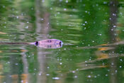 Bever Biesbosch van VVV Biesboschlinie