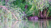 Bever Biesbosch van VVV Biesboschlinie