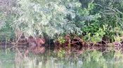 Bever Biesbosch van VVV Biesboschlinie