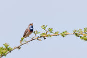 Blauwborst vogel van VVV Biesboschlinie