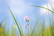 Koekoeksbloem van VVV Biesboschlinie