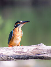 Ijsvogel van VVV Biesboschlinie