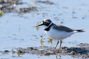Plevier vogel van VVV Biesboschlinie