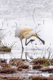 Lepelaar vogel van VVV Biesboschlinie