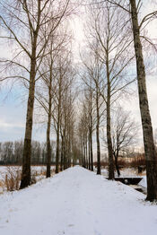 Pompveld in de sneeuw van VVV Biesboschlinie