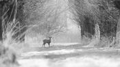 Ree in de sneeuw van VVV Biesboschlinie