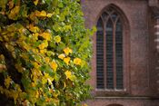 Herfstblaadjes van VVV Biesboschlinie