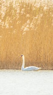 Zwaan in de Biesbosch van VVV Biesboschlinie