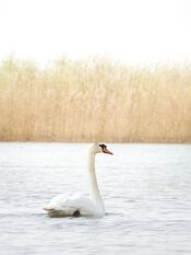 Zwaan in de Biesbosch van VVV Biesboschlinie