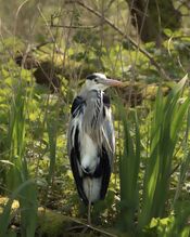Reiger in de Biesbosch van VVV Biesboschlinie