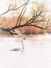 Zwaan in de Biesbosch van VVV Biesboschlinie