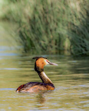 Fuut in de Biesbosch van VVV Biesboschlinie